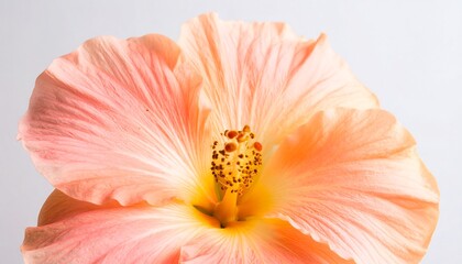 Close-up of a peach-colored hibiscus flower