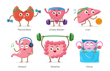 Set of various healthy human internal organs cartoon illustration including thyroid gland, urinary bladder, liver, stomach, intestine and uterus . Exercise sports and fitness concept . Vector .