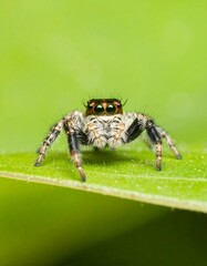Jumping spider on vibrant leaf