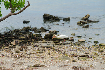 White Ibis Bird in Coastal Mangrove Environment With Clear Waters and Natural Serenity. Gracefully...