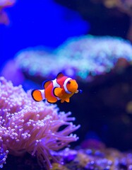 Fototapeta premium Orange fish in a coral reef aquarium