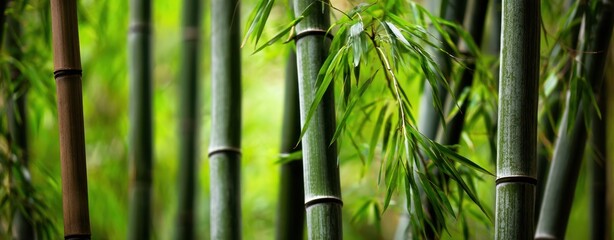 Obraz premium The bamboo stalks in a lush green forest creating a serene vertical pattern