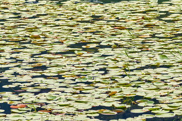 Lake with water lily leaves