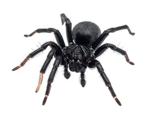 Fototapeta premium Isolated Macro Black Arachnid with Eight Legs Crawling, Poisonous Animal, Pest and Ho
