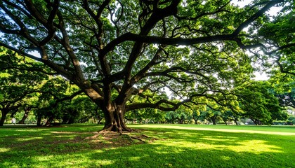 Lush park tree with extensive canopy