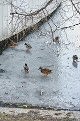 ducks in the park on frozen pond