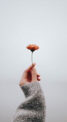A hand in a gray sweater gently holds a small, vibrant orange flower against a soft, hazy gray background, emphasizing its delicate beauty
