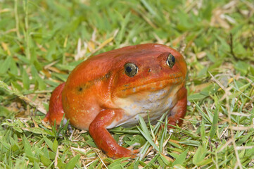 Fototapeta premium Tomato Frog or Crapaud Rouge de Madagascar (Dyscophus antongilii), Madagascar