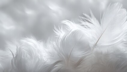 Soft white feathers close-up