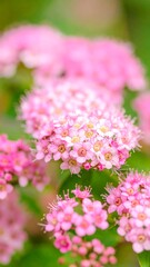 Pink flowering plants in a lush garden setting