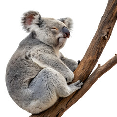 Obraz premium Adorable koala bear sleeping peacefully on a tree branch