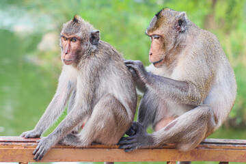 Long-tailed macaques grooming on a wooden rail in tropical forest near lake , showing natural social bonding and wildlife behavior in Southeast Asia.