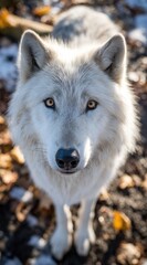 Fototapeta premium A portrait of a white wolf with amber eyes looking up at the viewer in a forest setting with fallen leaves. The lighting highlights its fur