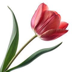 Single red tulip flower isolated on transparent background
