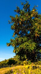 Obraz premium Lush tree in a sunny meadow