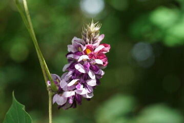 九月の葛の花