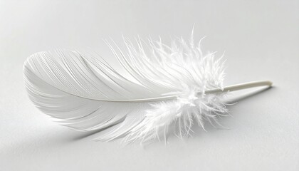 Abstract Feather Closeup