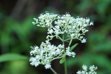 オトコエシの白い花