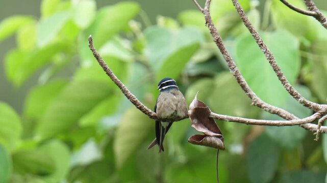 Whiskered Treeswift (Hemiprocne comata) on a branch bird watching in the forest