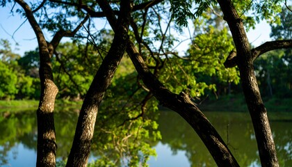 Fototapeta premium Lush trees by a tranquil lake