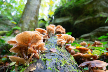 Lung oyster mushroom growing on a moss covered tree trunk, Pleurotus pulmonarius in autumn forest