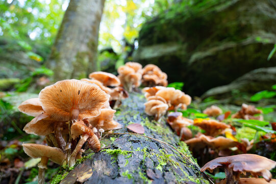 Lung oyster mushroom growing on a moss covered tree trunk, Pleurotus pulmonarius in autumn forest
