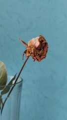 Dry dried rose in a glass cup close-up on a soft emerald background.