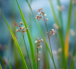 Close-up of delicate wildflowers with slender, vibrant green leaves.  Soft-focus background of out-of-focus plants.  Pale, tiny blossoms in clusters