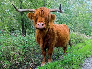 Scottish Highland Cow Walking in Lush Forest Nature Scene