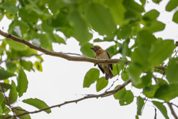 The yellow bird on Build nest from dry stick hay in nature