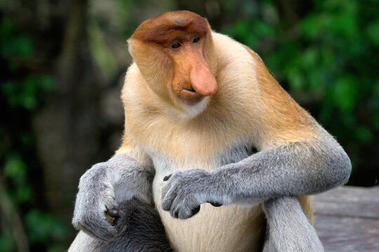 Endemic Proboscis monkey or Long-nosed monkey (Nasalis larvatus), Portrait, Borneo, Malaisia