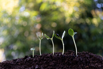 Closeup of macro sunflower sprout