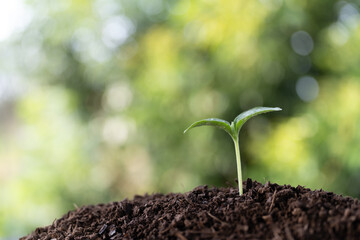 Sunflowers sprouts growing with bokeh background