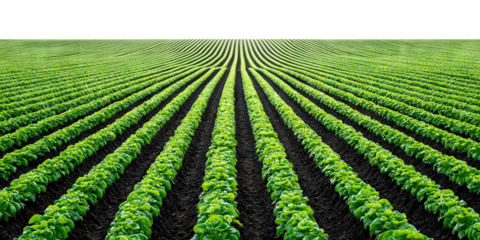 Perspective view of aligned green vegetable crop rows, isolated on transparent cutout background