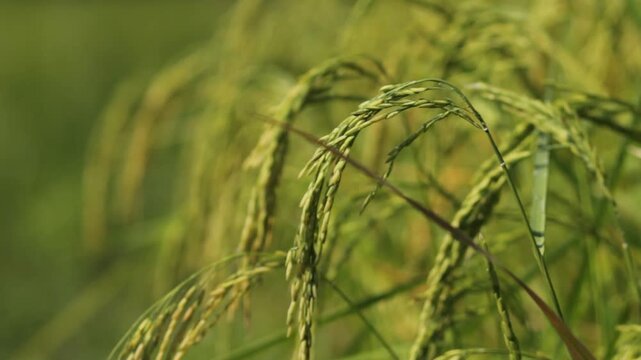Golden Thai Jasmine Rice Paddy at Harvest &ndash; Serene Countryside Landscape