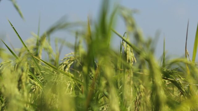 Golden Thai Jasmine Rice Paddy at Harvest &ndash; Serene Countryside Landscape