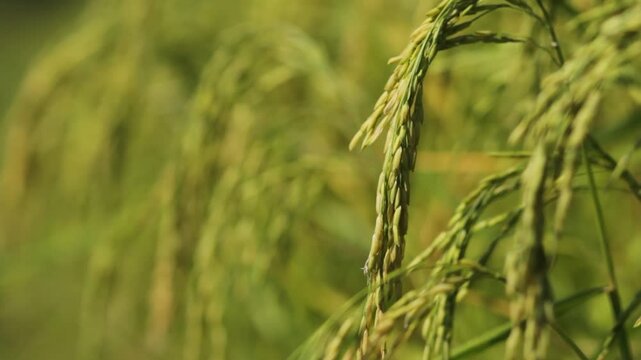 Golden Thai Jasmine Rice Paddy at Harvest &ndash; Serene Countryside Landscape