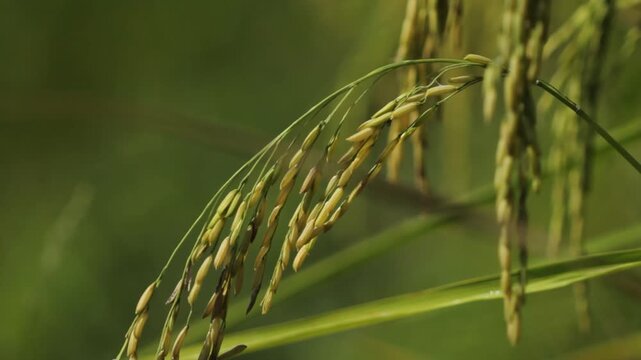 Golden Thai Jasmine Rice Paddy at Harvest &ndash; Serene Countryside Landscape