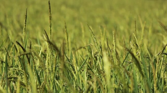 Golden Thai Jasmine Rice Paddy at Harvest &ndash; Serene Countryside Landscape