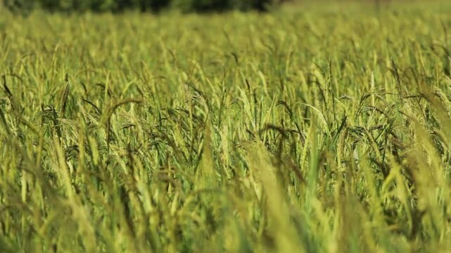 Golden Thai Jasmine Rice Paddy at Harvest &ndash; Serene Countryside Landscape