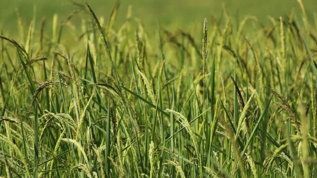 Golden Thai Jasmine Rice Paddy at Harvest &ndash; Serene Countryside Landscape