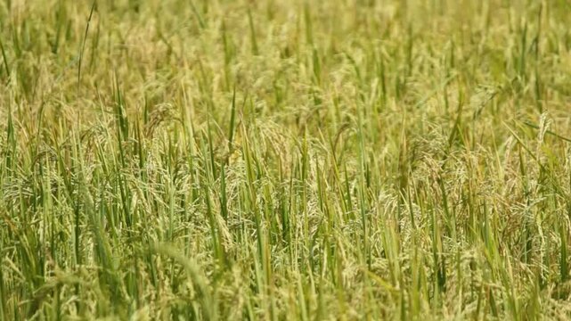 Golden Thai Jasmine Rice Paddy at Harvest &ndash; Serene Countryside Landscape