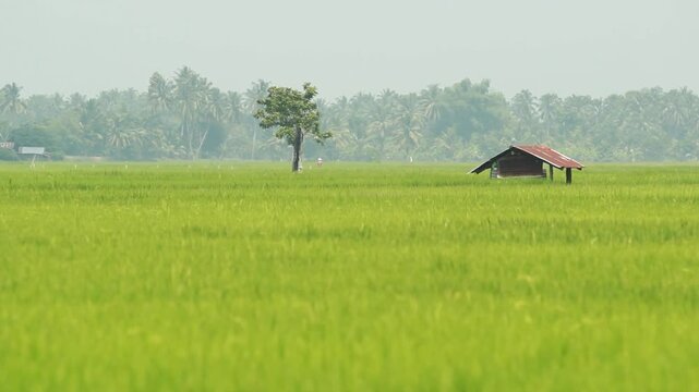 Golden Thai Jasmine Rice Paddy at Harvest &ndash; Serene Countryside Landscape
