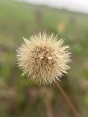 Dandelion seed head with water droplets close up