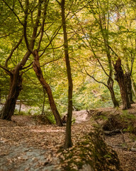 Epping Forest in autumn