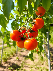 Freshly ripened tomatoes hanging from lush green vines in sunlight, showcasing sustainable agriculture practices, sunlight, farm