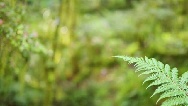 Close-Up Fern Frond in Lush New Zealand Forest