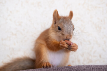 Portrait of a squirrel eating nuts on a sofa at home pet