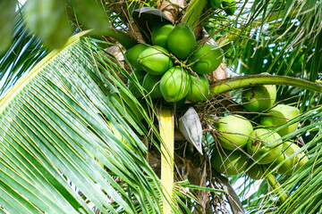 coconuts on the tree