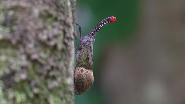 Lanternfly , Fulgorid planthopper on tree in the forest	
